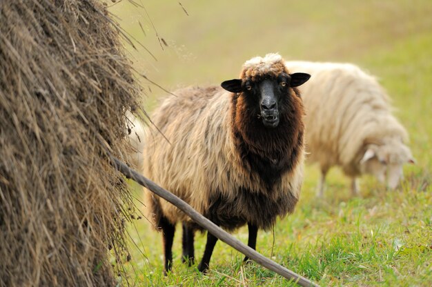 Sheep herd in field