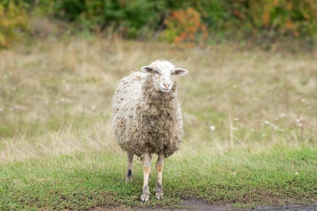 Sheep and lamb on green grass