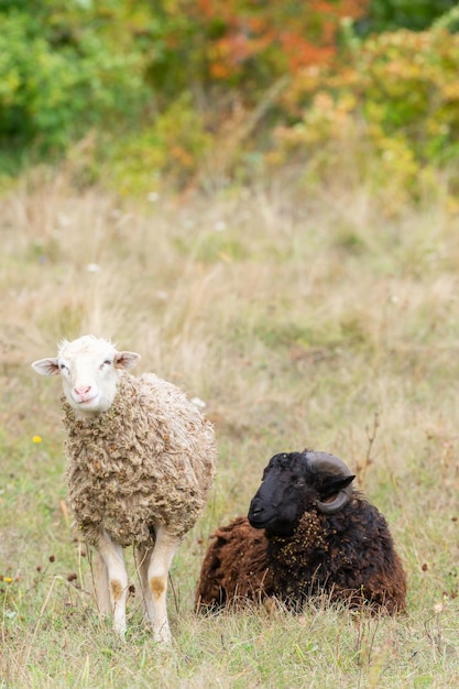 Sheep and lamb on green grass