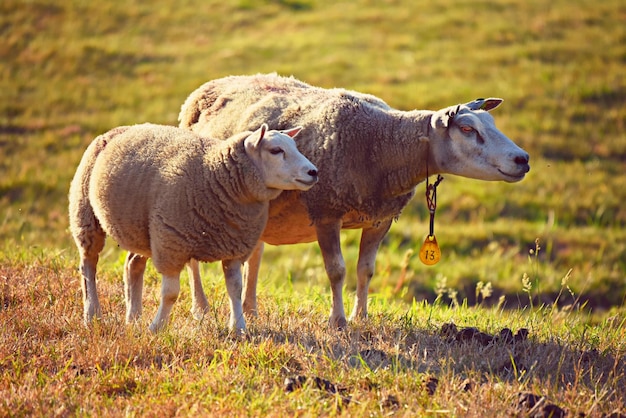 sheep and lambs