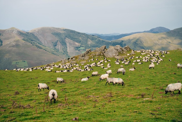 Sheep in the mountains of the Pyrenees France. Camino de santiago