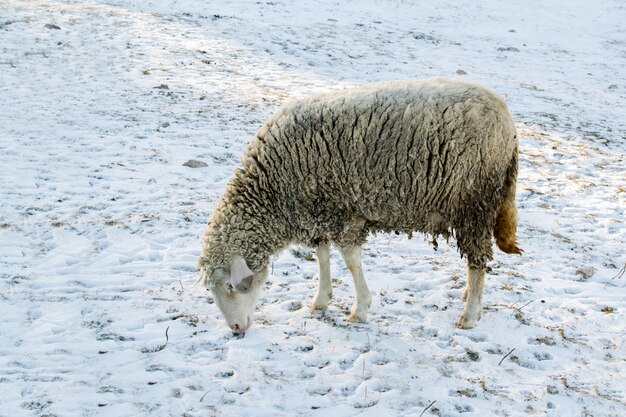 Sheep in nature on meadow. Farming outdoor.