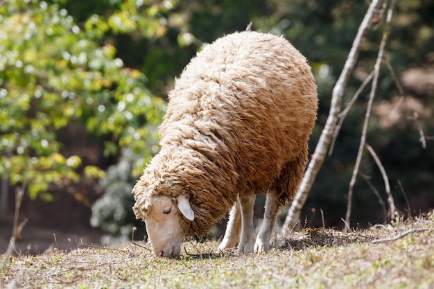 Sheep in nature on meadow Farming outdoor