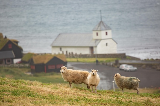 Sheep at road edge in Faroe Islands with blurred village with church in the background.	
