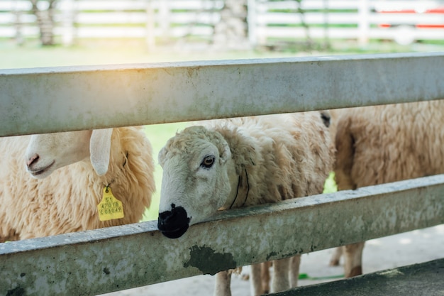 Sheep in the sheep farm waiting for feeding