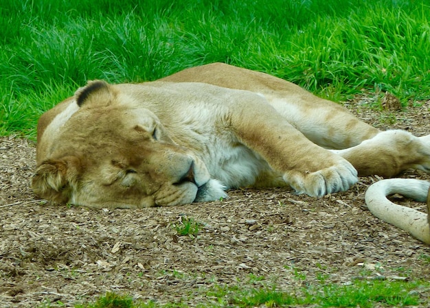 Photo sheep sleeping on grass