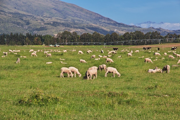 Sheep on South island