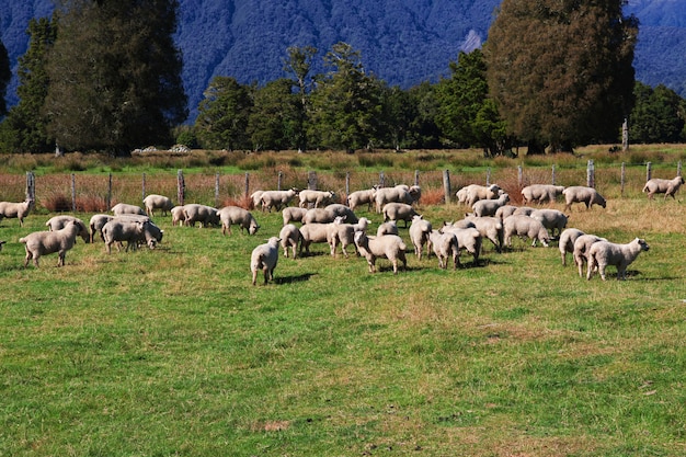 Sheep on soutn island, New Zealand