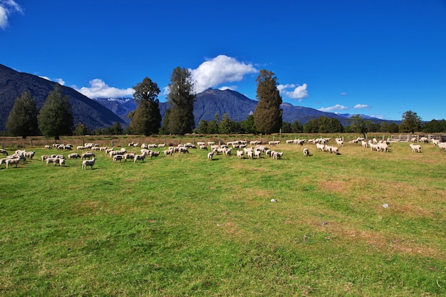 Sheep on soutn island, New Zealand