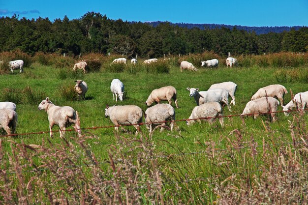 Sheep on soutn island, New Zealand