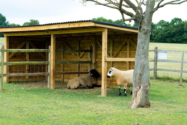 Sheep in stable on the farm