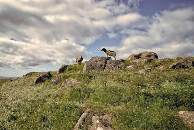 Sheep on stony green grass