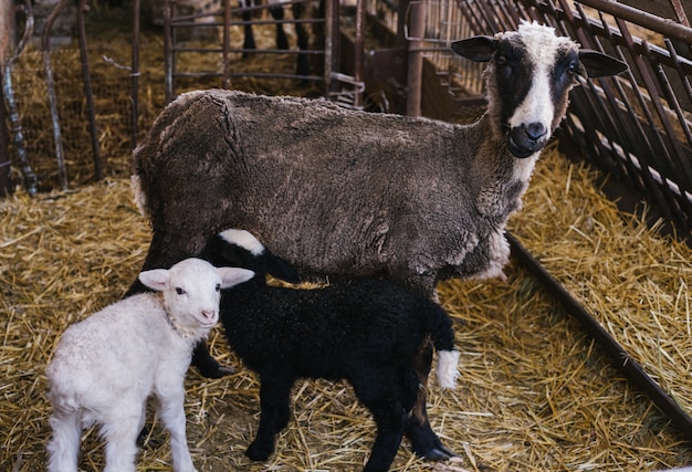 A sheep and two small lambs side by side in the barn. White and black lamb. Lovely lambs.