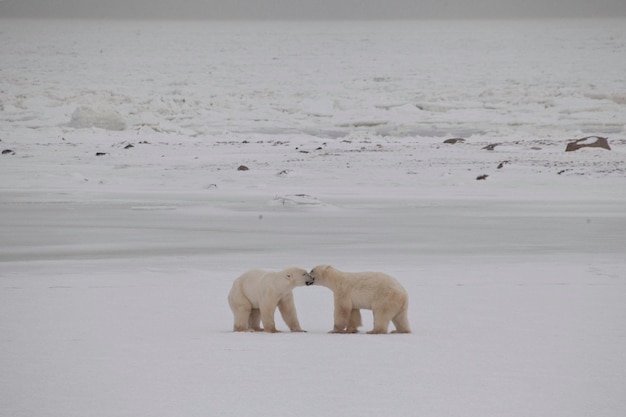 Sheep walking on snow covered landscape