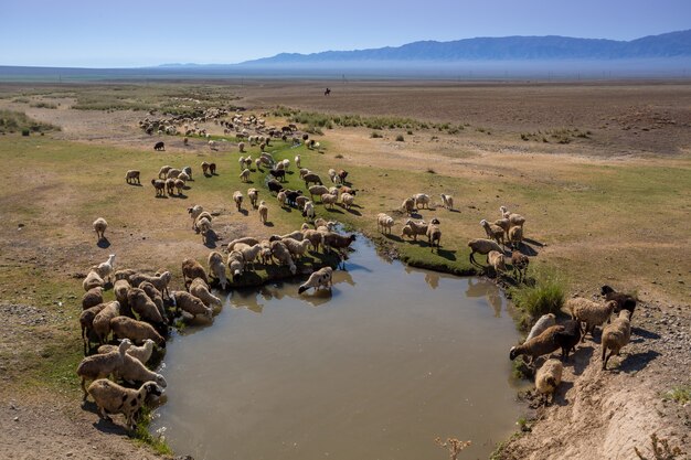 Sheep at a watering place