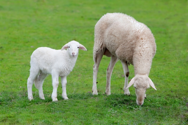 Sheep with her calf grazing  