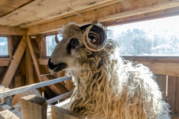 A sheep with horns is in a barn.