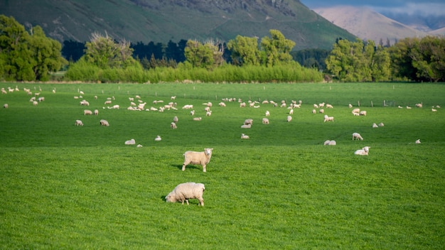 Sheep With Natural Scenery