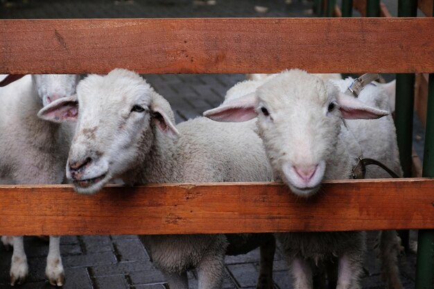 A sheep with a pink nose