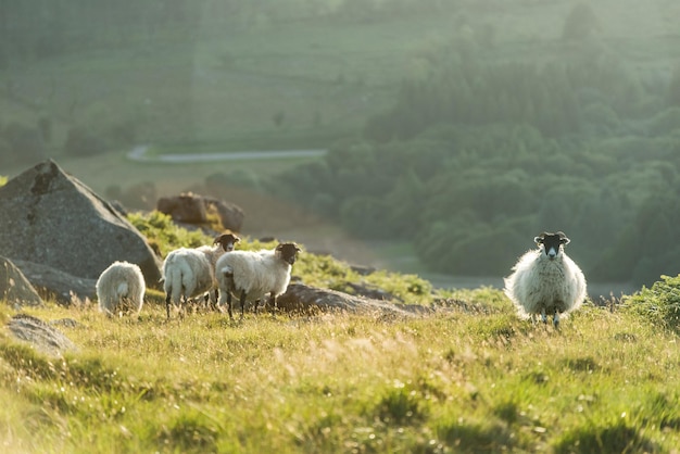 Sheeps flock at sunset or sunrise backlit