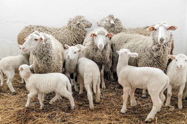 Sheeps and little lambs looking at camera on the farm