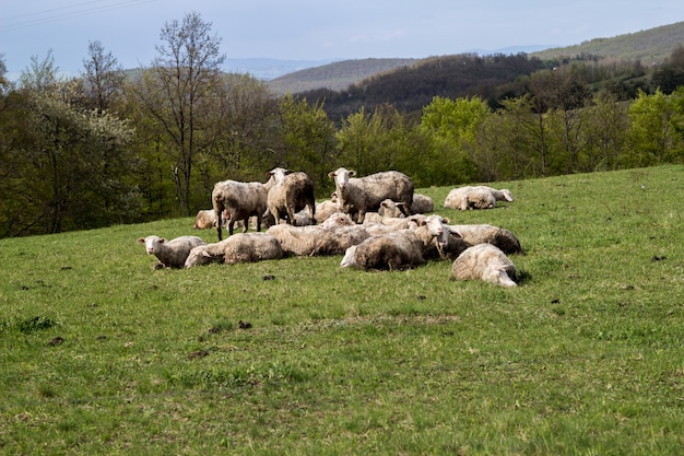 Sheeps in a meadow on green grass