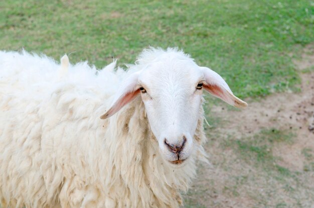 Sheeps in a meadow in the mountains