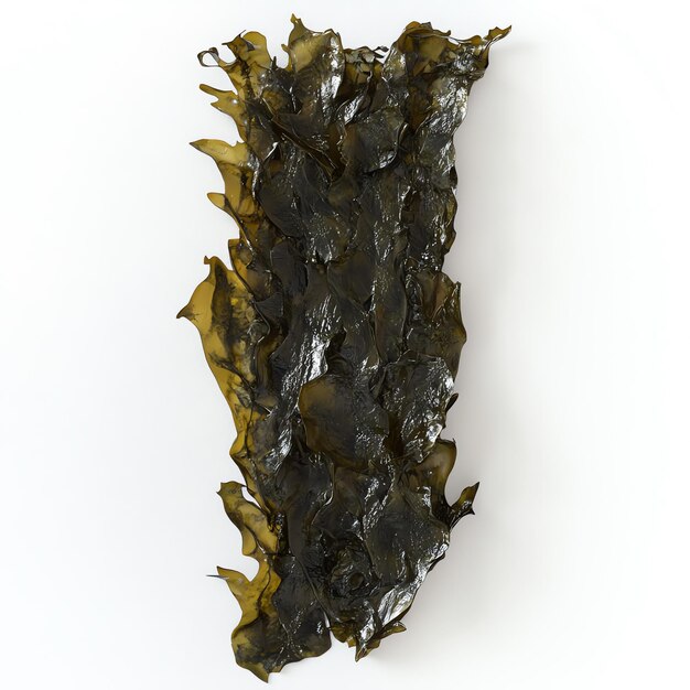 Photo sheet of dried seaweed