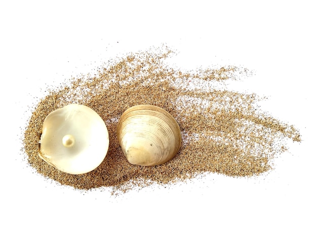 Shell on a beach sand Exotic sea shells on a white background