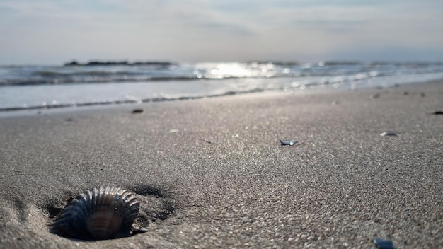 SHELL
BEACH
SEA