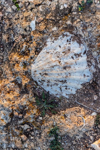 Shell deposits trapped in sandstone