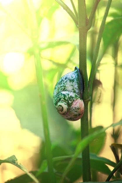 Shell on grass