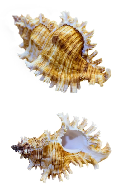 Shell of Murex Saulii or Chicoreus Saulii is a species of sea snail, a marine gastropod mollusk in the family Muricidae isolated on white background with clipping paths