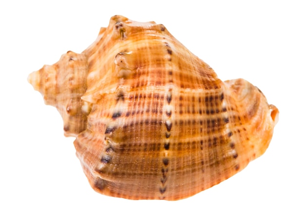 Shell of rapana isolated on white