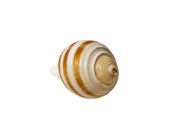 Shell rounded isolated on white background top view