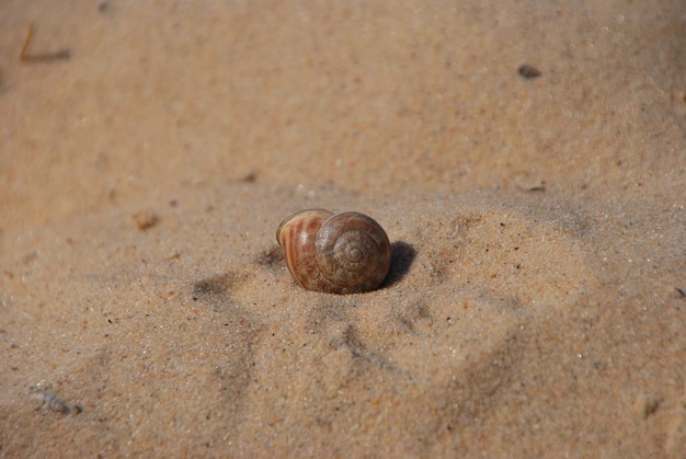 Shell and sand beach