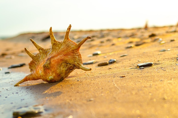 A shell on the sand near the sea.