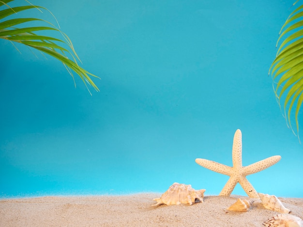 Shell and starfish on beach.