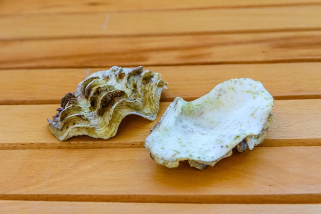 Shell of the tridacna mollusk on wooden table