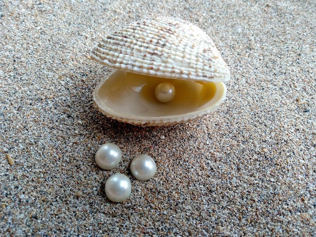 Shell with a pearl Shells and pearls in the sand