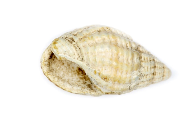 Shell