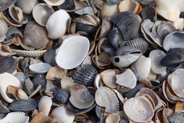 Shells on the beach sea summer background