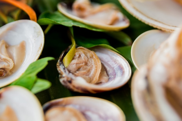 Shells on the dish with the palm leaf.