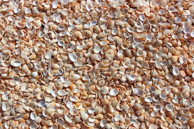 Shells on the resort beach in bulk for background