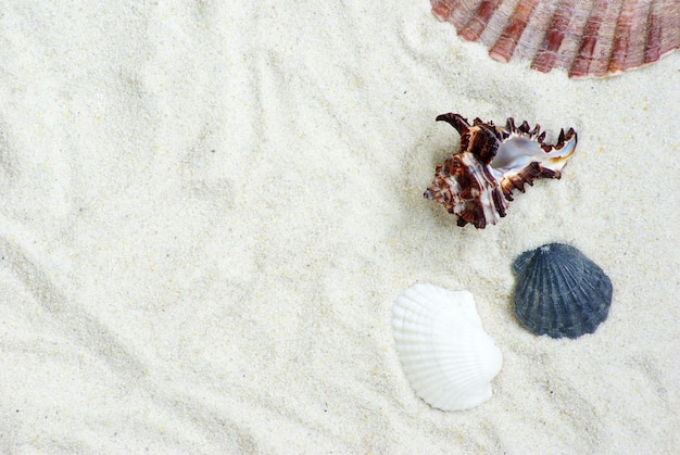 Shells on sand