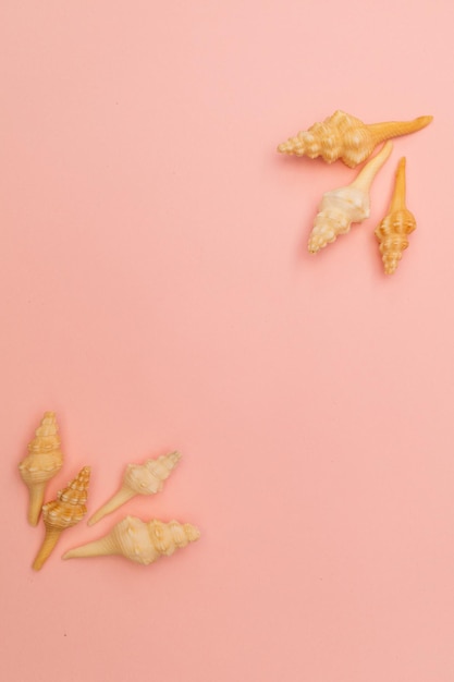 Shells scattered on a soft pink background