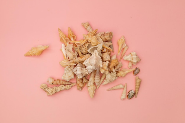 Shells scattered on a soft pink background