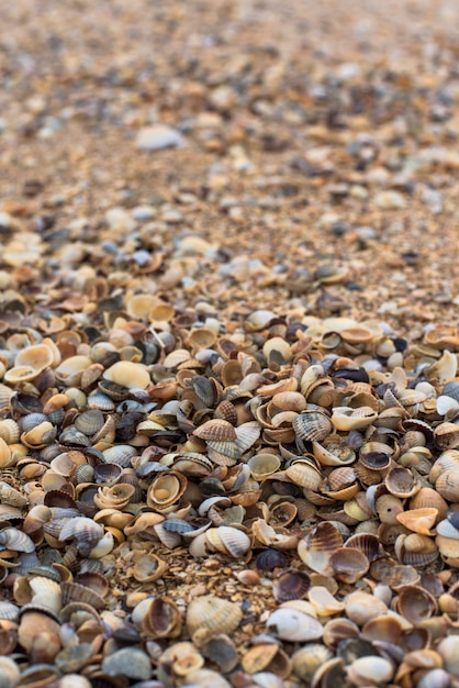 Shells on the shore, close-up