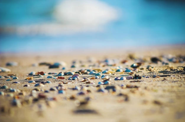 Shells and starfish on the sea. summer photo.