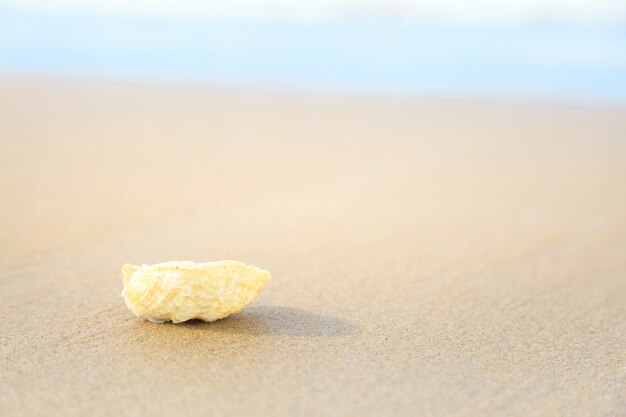 shells on tropical beach with copy space for text or product.